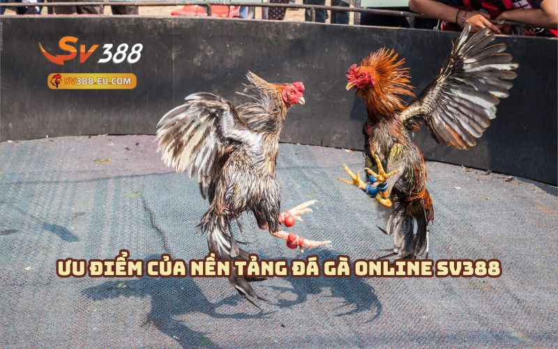 Những ưu điểm đặc biệt của đá gà cựa dao online SV388