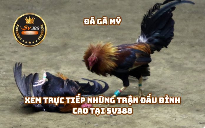 Đá Gà Mỹ SV388