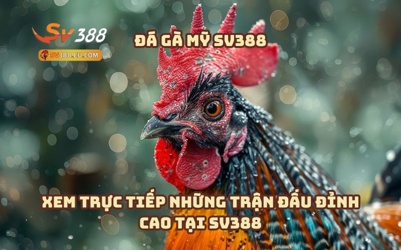 GIới thiệu về Đá Gà Mỹ SV388