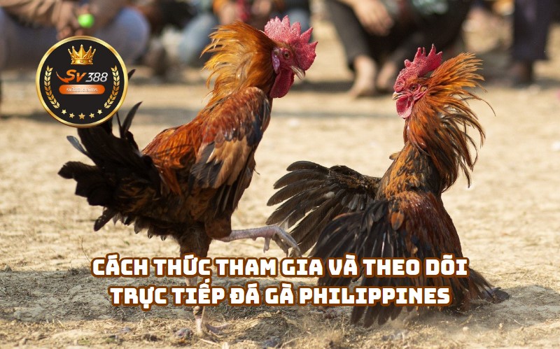 Cách Thức Tham Gia Và Theo Dõi Trực Tiếp Đá Gà Philippines