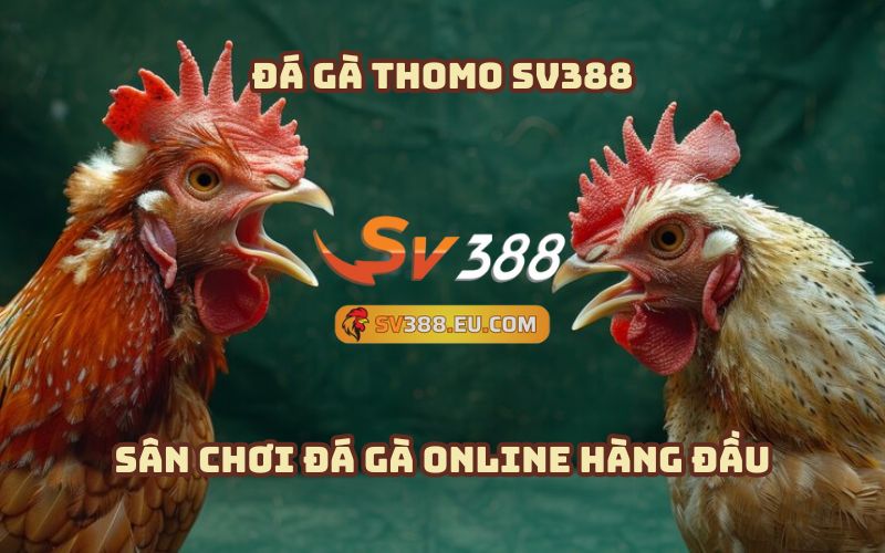 Đá gà Thomo SV388 - Sân chơi đá gà Online đẳng cấp số 1